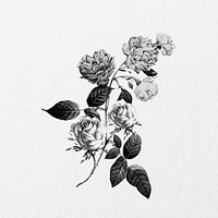 Vintage rose flower, botanical illustration