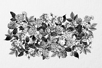Black and white flower divider, botanical illustration
