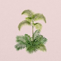 Tropical palm tree, botanical illustration
