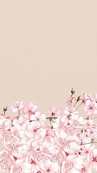 Japanese cherry blossom iPhone wallpaper, pink flowers background