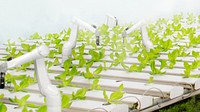 Robotic farming, smart agriculture design