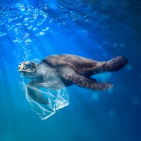 Turtle in plastic bag background design