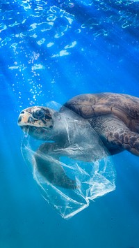 Turtle in plastic iPhone wallpaper background