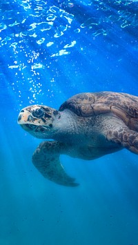 Sea turtle, blue iPhone wallpaper background