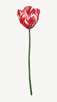 Tulip flower vintage botanical image element