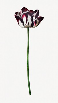 Tulip flower vintage botanical image element