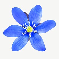 Blue single flower psd