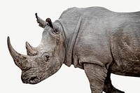 African rhino psd isolated design