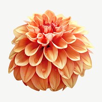 Orange dahlia flower psd
