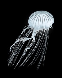 Jellyfish swimming psd isolated design