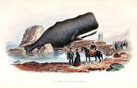 Sperm whale (Physeter macrocephalus) (1876) by édouard Traviès.