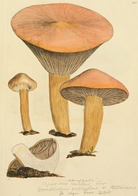 This is a plate from James Sowerby's Coloured Figures of English Fungi or Mushrooms.