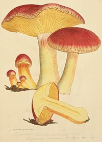 This is a plate from James Sowerby's Coloured Figures of English Fungi or Mushrooms.