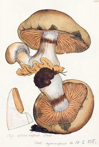 This is a plate from James Sowerby's Coloured Figures of English Fungi or Mushrooms.