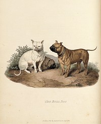 "The Bull Dog". EDWARDS, Sydenham (c.1769-1819). Cynographia Britannica: Consisting of Coloured Engravings of Various Breeds of Dogs Existing in Great Britain. London: C. Whittingham, 1800 [-1805]. August 1 1800.