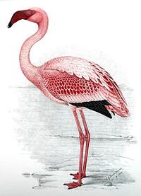 Painting of Lesser Flamingo (Phoenicopterus minor) (1919) by C. G. Finch-Davies.