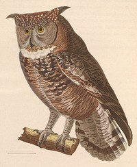 « Strix africana » = Bubo africanus (Spotted Eagle-Owl) (1838) by Nicolas Huet & Jean Gabriel Prêtre.