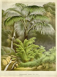 Flore des serres et des jardins de l'Europe by Louis van Houtte.