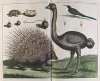 Albertus Seba - Malacca Hedgehog, Erinaceus malaccensis, and Ostrich, Struthio carmelis - 1734.