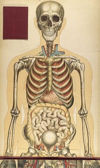 Title: Le corps humain et grandeur naturelle : planches coloriées et superposées, avec texte explicatif.Author(s)/Name(s): Bouglé, Julien. Publisher: Paris : J. B. Baillière et fils, 1899. Description: 1 plate : col. ill. Language: fre Electronic Links: https://www.nlm.nih.gov/exhibition/historicalanatomies/bougle_home.html MeSH Subjects: Anatomy Atlases Notes: "Texte explicatif": 15 p. inserted in pocket. Portions also available online.NLM Unique ID: 0227562
