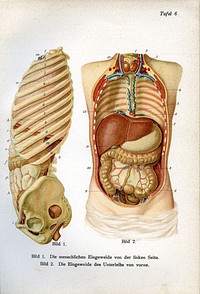 Illustration aus dem Buch: Der ärztliche Ratgeber in Wort und Bild. Unter Mitwirkung hervorragender Fachmänner herausgegeben von Dr. Fr. Siebert, J. F. Lehmanns Verlag, München.