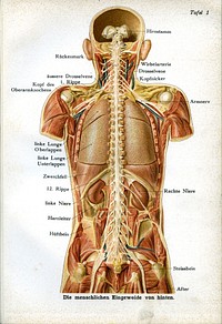 Illustration aus dem Buch: Der ärztliche Ratgeber in Wort und Bild. Unter Mitwirkung hervorragender Fachmänner herausgegeben von Dr. Fr. Siebert, J. F. Lehmanns Verlag, München.