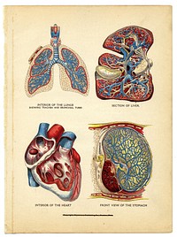 Interior of the heart, lungs,liver, and stomach from The Household Physician, 1905