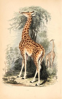 Title: The animal kingdom, arranged after its organization, forming a natural history of animals, and an introduction to comparative anatomyIdentifier: animalkingdom00cuvi (find matches)Year: 1854 (1850s)Authors: Cuvier, Georges, baron, 1769-1832; Blyth, Edward, 1810-1873; Mudie, Robert, 1777-1842; Johnston, George, 1797-1855; Westwood, J. O. (John Obadiah), 1805-1893; Carpenter, William Benjamin, 1813-1885Subjects: ZoologyPublisher: London, W. S. Orr and co.Contributing Library: Smithsonian LibrariesDigitizing Sponsor: Smithsonian LibrariesView Book Page: Book ViewerAbout This Book: Catalog EntryView All Images: All Images From BookClick here to view book online to see this illustration in context in a browseable online version of this book.Text Appearing Before Image:'Text Appearing After Image:Gil .ill.Note About ImagesPlease note that these images are extracted from scanned page images that may have been digitally enhanced for readability - coloration and appearance of these illustrations may not perfectly resemble the original work.