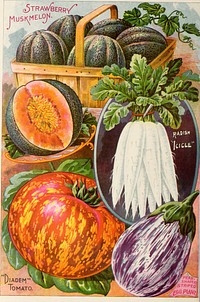 Title: Childs' rare flowers, vegetables and fruits, 1900 : 25th anniversaryIdentifier: childsrareflower00john_5 (find matches)Year: 1900 (1900s)Authors: John Lewis Childs (Firm); Wall, H. M. ltg; Henry G. Gilbert Nursery and Seed Trade Catalog CollectionSubjects: Commercial catalogs Seeds; Nurseries (Horticulture) Catalogs; Seeds Catalogs; Flowers Catalogs; Vegetables Catalogs; Fruit trees Catalogs; John Lewis Childs (Firm); Commercial catalogs; Nurseries (Horticulture); Seeds; Flowers; Vegetables; Fruit treesPublisher: Floral Park, N. Y. : John Lewis Childs : The Mayflower Presses (printer) ; Brooklyn, N. Y. : H. M. Wall (lithographer)Contributing Library: U.S. Department of Agriculture, National Agricultural LibraryDigitizing Sponsor: U.S. Department of Agriculture, National Agricultural LibraryView Book Page: Book ViewerAbout This Book: Catalog EntryView All Images: All Images From BookClick here to view book online to see this illustration in context in a browseable online version of this book.Text Appearing Before Image:'Text Appearing After Image:'Note About ImagesPlease note that these images are extracted from scanned page images that may have been digitally enhanced for readability - coloration and appearance of these illustrations may not perfectly resemble the original work.