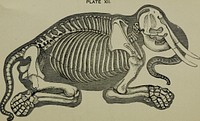 Title: Comparative anatomy as applied to the purposes of the artistIdentifier: comparativeanato00hawk (find matches)Year: 1883 (1880s)Authors: Hawkins, B. Waterhouse (Benjamin Waterhouse), 1807-1889; Wallis, George, 1811-1891Subjects: Anatomy, Comparative; Anatomy, ArtisticPublisher: London : Winsor & Newton, Ltd.Contributing Library: Harold B. Lee LibraryDigitizing Sponsor: Brigham Young UniversityView Book Page: Book ViewerAbout This Book: Catalog EntryView All Images: All Images From BookClick here to view book online to see this illustration in context in a browseable online version of this book.Text Appearing Before Image:7°Text Appearing After Image:'Note About ImagesPlease note that these images are extracted from scanned page images that may have been digitally enhanced for readability - coloration and appearance of these illustrations may not perfectly resemble the original work.