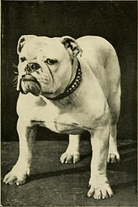 Title: Dogs and all about themIdentifier: dogsallaboutthem00leig (find matches)Year: 1910 (1910s)Authors: Leighton, Robert, 1859-1934Subjects: DogsPublisher: London ; New York : Cassell and company, ltd.Contributing Library: Boston Public LibraryDigitizing Sponsor: Internet ArchiveView Book Page: Book ViewerAbout This Book: Catalog EntryView All Images: All Images From BookClick here to view book online to see this illustration in context in a browseable online version of this book.Text Appearing Before Image:'Text Appearing After Image:MR. AND MRS. ARTHUR MAYORS BULLDOG CH. SILENT DUCHESSNote About ImagesPlease note that these images are extracted from scanned page images that may have been digitally enhanced for readability - coloration and appearance of these illustrations may not perfectly resemble the original work.