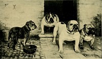 Title: The dog's medical dictionary : an encyclopedia of the diseases, their diagnosis & treatment, and the physical development of the dogIdentifier: dogsmedicaldicti00sewe (find matches)Year: 1907 (1900s)Authors: Sewell, Alfred JosephSubjects: Dogs -- DiseasesPublisher: London : G. Routledge & sons, limitedContributing Library: Webster Family Library of Veterinary MedicineDigitizing Sponsor: Tufts UniversityView Book Page: Book ViewerAbout This Book: Catalog EntryView All Images: All Images From BookClick here to view book online to see this illustration in context in a browseable online version of this book.Text Appearing Before Image:'Text Appearing After Image:u X 8 p uNote About ImagesPlease note that these images are extracted from scanned page images that may have been digitally enhanced for readability - coloration and appearance of these illustrations may not perfectly resemble the original work.