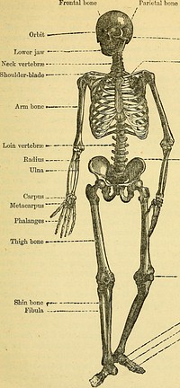 Identifier: healthlecturesfo1882edin (find matches)Title: Health lectures for the peopleYear: 1882 (1880s)Authors: Edinburgh Health SocietySubjects: Public Health Public healthPublisher: Edinburgh : MacNiven & WallaceContributing Library: Francis A. Countway Library of MedicineDigitizing Sponsor: Open Knowledge Commons and Harvard Medical SchoolView Book Page: Book ViewerAbout This Book: Catalog EntryView All Images: All Images From BookClick here to view book online to see this illustration in context in a browseable online version of this book.Text Appearing Before Image:which the labourthe organism has to undergo becomes divided; coincident withthis the organism becomes more complicated. By this I meanthat each function seizes, as it were, upon a part of the body andadapts it to its own ends. Thus in the higher vertebrate animalswe find a skeleton, joints, and muscles subservient to the functionof motion and locomotion; an alimentary canal, glandular apparatus,circulatory system, lungs, and many other parts devoted to thefunction of nutrition; a nervous system for innervation; and specialparts for reproduction. Man is one of these higher animals, and the pre-eminencewhich he claims over other animals is in great part due to thesuperiority of his nervous system—to the more perfect manner inwhich he is able to carry on the great function of innervation. Skeleton.—Here we are then; each of us possessed of a body;each of us capable of carrying this body about with us; and eachable to move its various parts the one upon the other. Let us Parietal boneText Appearing After Image:._ Temporal bone — Collar bone Haunch bone Pelvis _—_ Knee-cap . Tarsusyf > Metatarsus^ySS* Phalanges THE HUMAN BODY. 27 study the means by which this is performed. This leads me, inthe first place, to speak of the skeleton. The skeleton is the bony framework or scaffolding whichsupports the soft parts of the body. Entering into its composi-tion, there are about 210 separate bones in the adult. In additionto these the framework is completed at various points by platesand bars of cartilage or gristle. In our study of the skeleton we classify the bones into threegreat groups, viz. : (1) those belonging to the trunk; (2) thosewhich form the head or skull; and (3) those of the limbs. The bony scaffolding of the Trunk consists of (1) the spine orback-bone, (2) the ribs, and (3) the breast-bone. Spine or Back-bone—-The back-bone is the great central pillarof the body. On its summit is poised the skull; below it transmitsthe weight of the body to the lower limbs; whilst laterally ithealthlecturesfo1882edinNote About ImagesPlease note that these images are extracted from scanned page images that may have been digitally enhanced for readability - coloration and appearance of these illustrations may not perfectly resemble the original work.