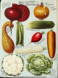 Identifier: illustratedhandb1895wwra (find matches)Title: Illustrated hand book : Rawson's vegetable & flower seeds / W.W. Rawson & Co.Year: 1895 (1890s)Authors: W.W. Rawson & Co W.W. Rawson & Co Henry G. Gilbert Nursery and Seed Trade Catalog CollectionSubjects: Nurseries (Horticulture) Massachusetts Boston Catalogs Nursery stock Massachusetts Boston Catalogs Vegetables Seeds Massachusetts Boston Catalogs Flowers Seeds Massachusetts Boston Catalogs Grasses Seeds Massachusetts Boston Catalogs Bulbs (Plants) Seeds Massachusetts Boston W.W. Rawson & Co Nurseries (Horticulture) Nursery stock Vegetables Flowers Grasses Bulbs (Plants) Perennials Trees Shrubs Fruit trees Fruit Seed industry and tradePublisher: Boston, Mass. : W.W. Rawson & Co.Contributing Library: U.S. Department of Agriculture, National Agricultural LibraryDigitizing Sponsor: U.S. Department of Agriculture, National Agricultural LibraryView Book Page: Book ViewerAbout This Book: Catalog EntryView All Images: All Images From BookClick here to view book online to see this illustration in context in a browseable online version of this book.Text Appearing Before Image:tters Excelsior Corn,Improved White Spine Cucumber,American Flag I^eek,Boston Market I.ettuce,Arlington Cantaloupe Melon,Mountain Sweet Water Melon,Improved Danvers Onion,Dwarf Curled ParsleyArlington Long, Smooth Parsnip, each Kawsons Clipper Peas,Bliss Everbearing Peas,Globe Scarlet Badish,Sugar Pumpkin,Bound Thick Leaf Spinach,Prolific Marrow Sqaash,Bay State Squash,White Egg Turnip. 1 oz. Arlington Favorite Beet,1 pkt. All Seasons Cabbage,1 oz. Improved Danvers Carrot,1 pkt. ^ea Foam Cauliflower, • Improved White Spine Cucumber, * American Flag Leek, Boston Market Lettuce, Arlington Cantaloupe Melon, pkt. oz. pkt. oz. pkt. 111111 I pkt. Mountain Sweet Watermelon,Danvers Yellow Globe Onion,Dwarf Curled Parsley,Globe Scarlet Radish,Sugar Pumpkin,Kound Thick Leaf Spinach,Prolific Marrow Squash,Bay State Squash, 1 pkt. White Egg Turnip, 1 pt. Yellow Cranberry Beans, Improved Golden Wax Beans, Crosby Corn, Clipp*^ Peas, Everbearing Peas,1 pkt. White Barletta Onions. r VE&ETABLEi.Text Appearing After Image:^OTTMANN LITH. CO NY* FOR DESCRIPTION AND PRICE SEE 0THER6IDE.Note About ImagesPlease note that these images are extracted from scanned page images that may have been digitally enhanced for readability - coloration and appearance of these illustrations may not perfectly resemble the original work.