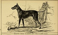 Title: All about dogs : a book for doggy peopleIdentifier: allaboutdogsbook00lane (find matches)Year: 1900 (1900s)Authors: Lane, Charles HenrySubjects: DogsPublisher: London ; New York : J. LaneContributing Library: Webster Family Library of Veterinary MedicineDigitizing Sponsor: Tufts UniversityView Book Page: Book ViewerAbout This Book: Catalog EntryView All Images: All Images From BookClick here to view book online to see this illustration in context in a browseable online version of this book.Text Appearing Before Image:'Text Appearing After Image:'Note About ImagesPlease note that these images are extracted from scanned page images that may have been digitally enhanced for readability - coloration and appearance of these illustrations may not perfectly resemble the original work.