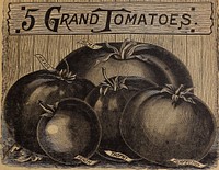 Title: Farm and floral guideIdentifier: CAT31283796 (find matches)Year: 1899 (1890s)Authors: L. L. May & Co; Henry G. Gilbert Nursery and Seed Trade Catalog CollectionSubjects: Nurseries (Horticulture) Minnesota Catalogs; Fruit Catalogs; Flower Seeds Catalogs; Plants, Ornamental Catalogs; Agricultural implements CatalogsPublisher: St. Paul, Minn. : L. L. May & Co.Contributing Library: U.S. Department of Agriculture, National Agricultural LibraryDigitizing Sponsor: U.S. Department of Agriculture, National Agricultural LibraryView Book Page: Book ViewerAbout This Book: Catalog EntryView All Images: All Images From BookClick here to view book online to see this illustration in context in a browseable online version of this book.Text Appearing Before Image:CATALOGUE OF SEEDS, PLANTS, BULBS AND FRUITS. 41 llll: I'l Ml . ' I lill I*, Â«. (hi nfatn icianj eoop. iniog 'm Jlcfor o/et) eties CCCj 1.75.; i. th Acn nge c?- othe wpti ibltl ik kt.ii !Text Appearing After Image:MIKADO One of the largest, most productive, most solid and *"*,IV'*best marketing tomatoes that has ever been intro- duced. The fruit, which often weighs lty to 2 lbs. each, ripens early and is of the sweetest flavor. Color of tomatoes when fully ripened is a rich bright red. We heartily recommend it to all growers, and especially those who desire large tomatoes for market purposes. Pkt. 5c, oz. 20c, % lb. 50c, % lb. 90c, lb. $1.75. PAVOPITP This is also known as the Canners' Pride, and is rt\ â¼ uivl I C one Qf most perfect shaped tomatoes that can be grown. It ripens quite early, evenly and is seldom known to crack, and it does not rot at the blossom end as some sorts. The flesh is solid, has comparatively few seeds and is splendid for ship- ping purposes. Throughout the Eastern States and in the neighbor- hood of Baltimore it is almost exclusively grown for canners. Pkt. 6c, oz, 20c, % lb. 50c, lb. $1.75. Ifi NOTl J JVl This was introduced several years Jago by one of the â VllXWl *-'*Â»*â¢ leading agricultural experimental stations, and is a thoroughly good red tomato of large size. The fruit is solid and a good keeper. Vines vigorous, stocky in growth and leaves a darker shade of green than most varieties. Pkt. 5c, oz. 20c, ^4 lb. 50c, lb. $175. LIVINGSTON'S PERFECTION. ^^SJTS^i ively grown by gardeners who raise fruit for the canning factories. It is invariably smooth and of a handsome deep blood red color; flesh is thick, almost coreless, and contains comparatively few seeds. This was introduced in 1880, and is still considered one of the best varieties for general use. Pkt. 5c, OZ. 20c, % lb. 50c, Vz lb. 85c, lb. $1.65. TPOPHV 