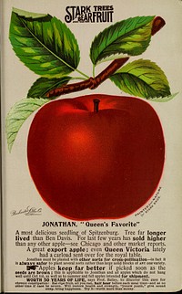 Title: Stark fruitsIdentifier: CAT31282462 (find matches)Year: 1896 (1890s)Authors: Stark Bro's Nurseries & Orchards Co; Henry G. Gilbert Nursery and Seed Trade Catalog CollectionSubjects: Nurseries (Horticulture) Missouri Louisiana Catalogs; Fruit trees Seedlings Catalogs; Fruit Seedlings Catalogs; Nurseries (Horticulture); Fruit trees; FruitPublisher: Louisiana, MO. : Stark Bro's Nurseries & Orchards Co.Contributing Library: U.S. Department of Agriculture, National Agricultural LibraryDigitizing Sponsor: U.S. Department of Agriculture, National Agricultural LibraryView Book Page: Book ViewerAbout This Book: Catalog EntryView All Images: All Images From BookClick here to view book online to see this illustration in context in a browseable online version of this book.Text Appearing Before Image:'Text Appearing After Image:JONATHAN, " Queen's Favorite A most delicious seedling of Spitzenburg. Tree far longer lived than Ben Davis. For last few years has sold higher than any other apple—see Chicago and other market reports. A great export apple; even Queen Victoria lately had a carload sent over for the royal table. Jonathan must be planted with other sorts for cross-pollination—in fact it is always safer to plant several sorts rather than large solid blocks of any one variety. il^Apples keep far better if picked soon as the seeds are brown ; this is applicable to Jonathan and ail apples which do not hang well until Oct 1st, as well as to summer and fall apples intended for shipment. WORTH 50 YEARS OF LIFE, says Prof. Bailey, to discover this cure for chronic constipation: Eat ripe fruit, all you can, half hour before each meal time—and at no Other time if case be severe. Will restore health and strength, "(renew youth," give sound sleep, bring happiness. Try it—worth more than money.Note About ImagesPlease note that these images are extracted from scanned page images that may have been digitally enhanced for readability - coloration and appearance of these illustrations may not perfectly resemble the original work.