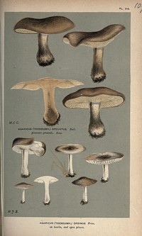 PL. 21£AGARICUS fTRICHOLOMA.J OREINUS Fnes.on heaths, and open places.