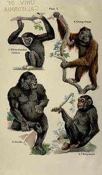 Plate I.2.orangutan3. gorilla4. chimpanzee