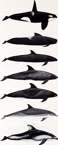 Killer whale (Orcinus orca), Short-finned pilot whale (Globicephala macrorhynchus), False killer whale (Pseudorca crassidens), Pygmy killer whale (Feresa attenuata), Melon-headed whale (Peponocephala electra), Fraser's dolphin (Lagenodelphis hosei), Pacific white-sided dolphin (Lagenorhynchus obliquidens)Title: Cetaceans of the Channel Islands National Marine Sanctuary / prepared for National Oceanic and Atmospheric Administration, Channel Islands National Marine Sanctuary and NOAA, National Marine Fisheries Service by Stephen Leatherwood, Brent S. Stewart, Pieter A. FolkensIdentifier: cetaceansofchan00leat (find matches)Year: 1987 (1980s)Authors: Leatherwood, Stephen; Stewart, Brent Scott; Folkens, Pieter A; Channel Islands National Marine Sanctuary (Agency : U. S. ); United States. National Marine Fisheries ServiceSubjects: Whales California Channel Islands.Publisher: Santa Barbara, Calif. : The SanctuaryContributing Library: Penn State UniversityDigitizing Sponsor: LYRASIS Members and Sloan FoundationView Book Page: Book ViewerAbout This Book: Catalog EntryView All Images: All Images From BookClick here to view book online to see this illustration in context in a browseable online version of this book.Text Appearing Before Image:26. a. Flippers large, and paddle-shaped, ovate, and rounded on the distal end; dorsal fin tall and erect to i .8 m in males and 0.9 m in females; 10-12 teeth in each jaw; teeth to 2.5 cm in diameter; conspicuous black and white coloration; maximum body length 9.5 m. * Killer whale, Orcinus orca (A) b. Flippers long and pointed to slightly rounded at tip Go to 27 27. a. Dorsal fin located in forward one-third of body, very broad at base; head bulbous; body black, saddle sometimes present be- hind dorsal fin and anchor-shaped white to gray patch on chin, chest and belly; flippers one-sixth to one-fifth of body length; 7-9 teeth in each jaw; thickened tail stock; maximum body length 7 m. * Short-finned pilot whale, Globicephala macrorhynchus (9) (A) b. Dorsal fin located near midpoint of back; head long Go to 28 28. a. Flipper has distinctive hump on forward margin; 8-11 prominent teeth curved backwards and inwards, in each upper and lower jaw; maximum bodv length 6 m. * False killer whale, Pseuiorca crassidens (B) b. Flipper lacks distinctive hump on forward margin; 8-25 teeth in each upper and lower jaw Go to 29 29. a. 8-13 teeth in each jaw; flippers slightly rounded or bluntly pointed on tip; head rounded in profile; maximum body length 2.7 m. * Pygmy killer whale, Feresa attenuata (T) b. 20-25 teeth in each upper jaw, 21-24 teeth in each lower jaw; flippers sharply pointed on tip; head triangular in dorsal profile; maximum length 2.7 m. * Melon headed whale, Piponocephala electra (T) 30. a. Beak short, usually less than about 2.5 cm Go to 31 b. Beak more than 2.5 cm Go to 32 31. a. Flippers very short; dorsal fin small, uniformly dark and triangular; distinct black stripe from beak to area of anus; body to at least 2.5 m; in profile beak shows very little separation from forehead; 38-44 teeth in each jaw; distribution pan- tropical, not reported above 20 N. * Fraser's dolphin, Lagenodelphis hosei (T) b. Flippers moderate length; dorsal fin tall, scimitar-shaped (very hooked) and bi-colored black and gray; body black with striking light gray sides and white belly; black back interrupted by 2 longitudinal "suspenders"; body to at least 2.23 m; 23-32 teeth in each upper jaw, 24-31 in each lower jaw; distribution tempe- rate, not reported below 20 N. * Pacific white-sided dolphin, Lagmorhynchus obhqmdens (A) (9) There continues to be controversy over the correct taxonomic placement of North Pacific pilot whales. To date there is no reliable way of distinguishing between the 2 proposed types in the flesh. The only reliable way has been to examine the skulls to determine whether or not the premaxillary bones extend outside (G macrorhynchus) or are contained within the bounds of the maxillary (G melaena).Text Appearing After Image:60Note About ImagesPlease note that these images are extracted from scanned page images that may have been digitally enhanced for readability - coloration and appearance of these illustrations may not perfectly resemble the original work.