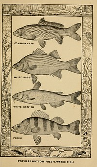 Identifier: bookoffishfishin00rhea (find matches)Title: The book of fish and fishing;Year: 1908 (1900s)Authors: Rhead, Louis, 1857-1926Subjects: FishingPublisher: New York, C. Scribner's sonsContributing Library: The Library of CongressDigitizing Sponsor: Sloan FoundationView Book Page: Book ViewerAbout This Book: Catalog EntryView All Images: All Images From BookClick here to view book online to see this illustration in context in a browseable online version of this book.Text Appearing Before Image:owIntroduced t^ioughout the year, and sometimes attains a remarkable size. It is afavorite of thousands of modest fresh-water anglerswhose pleasure lies in quiet, peaceful delight, inthe midst of restful scenery of the woods andmeadows. The carp is a handsome fish, withscales large in size and of a golden bronze color.There are numerous species of this family. The. mirrow, or king carp, is named on ac- count of the few and extraordinarilylarge scales, which run along the body in three orfour rows, the rest of the body being bare. Theleather carp has on its back either only a fewscales or none at all, and possesses a thick, softskin which feels velvety to the touch. Thenthere is a golden carp, popular in small pondsand household aquariums. The common carphas become very abundant in certain lakes andrivers; those found in the latter are much the bestfor the angler and are of better flavor. It prefers a muddy bottom, feeding principallyon vegetable food, the seeds of water-lilies, wild84Text Appearing After Image:POPULAR BOTTOM FRESH-WATER FISH Popular Bottom Fresh=Watcr Fish rice, and water oats. In captivity it will eat let-tuce, cabbage, soaked barley, wheat, rice, corn,insects and their larv?e, worms, and meatsof various kinds. They can readily becaught with dough, grains of wheat, worms, mag-gots, and sometimes pieces of meat or fish. Thecarp is very tenacious of life, more so than anyother fresh-water fish, with the exception of thecatfish and eel. To insure the best sport whenangling for carp requires great preparation andcare. The line should be entirely of medium-sized round gut, clouded gut preferred, and avery light porcupine quill float, with one good-sized shot, placed about six inches from the hook,which should be a No. 5 or 6. Bait it with ared worm, which should rest exactly on the bot-tom. The night before fishing a quantity ofground bait, composed of bread, kneaded intolittle balls, should be thrown in the place. Earlyin the morning, or late in the evening,Fishinff ^ ^^ muchNote About ImagesPlease note that these images are extracted from scanned page images that may have been digitally enhanced for readability - coloration and appearance of these illustrations may not perfectly resemble the original work.