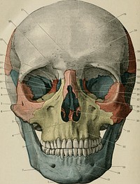 Identifier: textbookofmassag00desprich (find matches)Title: Text-book of massage and remedial gymnasticsYear: 1916 (1910s)Authors: Despard, L.L. (Louisa L.)Subjects:Publisher: London : Henry Frowde : Hodder & StoughtonContributing Library: University of California LibrariesDigitizing Sponsor: MSNView Book Page: Book ViewerAbout This Book: Catalog EntryView All Images: All Images From BookClick here to view book online to see this illustration in context in a browseable online version of this book.Text Appearing Before Image:ither side of the cristagalli are two grooves for the olfactory lobes of the brain. Numerous foramina are found in this part of the bone for the passage of theolfactory nerves. The vertical plate, or lamina perpendicularis, forms the upper part of thenasal septum. Itf^tends downwards Iroiu the inferior surface of the lamina cribrosa. The lateral masses consist of thin bono cnclo.sing a number of air cells. Theyare bounded laterally by the orl^ilal plate, which enters into the formation of themedial wall of the orbits and medially by part of the na.sal fos.sa. The ethmoid articulates with tlie sphenoid, frontal, nasal, maxilla-, lacrimals,inferior conchal bones (o.t. inferior turbinate), palatine bones, and the vomer. TEXT-BOOK OF MASSAGE AND REMEDIAL GY.MNASTICS THE liOXES OF THE FACE (14) The Maxillae (O.T. Superior Maxillae) The Maxillae, two in mnnliei-, miiLc lo fi)nn the upper jaw. They enter intothe fijiuKiliiju ul the rouf of the mouth, the Uoor of the orbits, and the sides andText Appearing After Image:Fig. 13.—riioxiAi, .\siK( T (u- Skull. 1. .Mfntal prntiihcMtice. 14. (»rl-llal foramina. 20. Left nasal bone. 2. Hofly of mandil.lf. 15. Temporal ridtre. 27. Zygoma. 3. Kaiiiiis of iiiandililc. IC. Sui>raorbiUl notch. 2!S. Inferior orbital fissure. 4. Anterior nasal spine. 17. Glabella. 2!t. Zygomatic arch. fi. Canine fowia. 18. Krontal eminence. 30. Anterior nasal aperture, displaying 6. Infrnorl)ital ranal. 19. Superciliary ridge. n.nsal septum and inferior and 7. Zygomatic foramen. 20. Parietal bone. middle conch;e. 8. OrbiUI surface of maxilla. 21. Frontonasal suture. 31. Mastoid process. 9. Temporal fossa. 22. Pterion. 32. Incisor fossa. 10. I.amina pap.vracca of ethmoid. 2.3. Great wing of sphenoid. 33. Angle of jaw. 11. Superior orWlal nssure. 24. Orbital surface of great wing 3f 34. Mental foramen. 12. I^kcrimal l>onc and groove. sphenoid. 35. Symphysis. 13. Optic foramen. 25. Squanjous part of temporal. THE SKELF/rON 23 floor of the nasal fossa?. Each consists of a bNote About ImagesPlease note that these images are extracted from scanned page images that may have been digitally enhanced for readability - coloration and appearance of these illustrations may not perfectly resemble the original work.