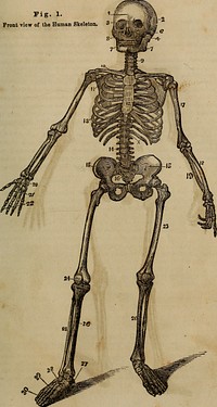 Identifier: anatomyphysiolog00jord (find matches)Title: "Anatomy, physiology and laws of health;"Year: 1885 (1880s)Authors: Jordan, Johnson H. (from old catalog)Subjects: Medicine, Popular Anatomy PhysiologyPublisher: Chicago, W. H. Moore & co.Contributing Library: The Library of CongressDigitizing Sponsor: The Library of CongressView Book Page: Book ViewerAbout This Book: Catalog EntryView All Images: All Images From BookClick here to view book online to see this illustration in context in a browseable online version of this book.Text Appearing Before Image:and back of the nose, and can not be shown in the plate.The Sphenoid forms the floor of the skull, and has numerous holes or openingsthrough it, affording passages for the nerves and blood vessels. 6. Malar, or cheek-bone—one on each side. 7. Superior and Inferior Maxillary bones—or bones of the upper and lower Jaws.Besides the bones I have named, there are several smaller ones in the head and face, as the small bones of the ear, and others not necessai*y to mention. Bones of the Trunk. The Spinal Column : The vertebrae or bones of the spinal column, or back-bone,are twenty-four in number, and are divided into three parts. The first seven of them,which form the bones of the neck (9) are called the Cervical vertebrae. The nexttwelve (x.) which constitute the back-bone proper, are called the Dorsal vertebrae.The ribs are attached to these. The remaining five (14) constituting the loins orsmall of the back, are called the Lumbar vertebrae. Pig. 1. Front view of the Human Skeleton. 8Text Appearing After Image:Pig. 2. 4- Back View of the Human Skeleton.Note About ImagesPlease note that these images are extracted from scanned page images that may have been digitally enhanced for readability - coloration and appearance of these illustrations may not perfectly resemble the original work.