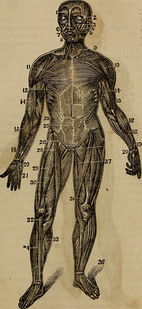 Identifier: anatomyphysiolog00jord (find matches)Title: "Anatomy, physiology and laws of health;"Year: 1885 (1880s)Authors: Jordan, Johnson H. (from old catalog)Subjects: Medicine, Popular Anatomy PhysiologyPublisher: Chicago, W. H. Moore & co.Contributing Library: The Library of CongressDigitizing Sponsor: The Library of CongressView Book Page: Book ViewerAbout This Book: Catalog EntryView All Images: All Images From BookClick here to view book online to see this illustration in context in a browseable online version of this book.Text Appearing Before Image:in drawing one leg over the other, in the position of atailor when sewing. 29. Rectus femoris—30 Vastus externus—31 Vastus internus—these three extendor straiten the leg at the knee. 32. The tendon of the patella. 33. Gastrocnemus—to extend the foot. 34. Tibialis anticus—to bend the foot at the ankle. 36. Tendons of the Extensor digitorum communis—to extend the toes. Fig. 4—Back View of the Muscles. 3. Complexus—to draw the head backward. 4. Splenius (two, S. colli and S. capitis) —to draw the neck backward, and rotatethe head. 5. Masseter—to close the jaws. 6. Sterno-cleido—mastoideus—to draw the head forward. 7. Trapezius—to draw the shoulder up and backward. 8. Deltoid—to raise the humerus. 10. Triceps extensor—to extend the fore arm; 13, tendonous portion of the triceps;14, anterior edge of the triceps. 16. Supinator radii longus—to supinate the hand, or turn it upward. 17, 22. Extensor communis digitorum—to extend or straiten the fingers. Pig. 3,Text Appearing After Image:Front View of the Musoles. Fig. 4.Note About ImagesPlease note that these images are extracted from scanned page images that may have been digitally enhanced for readability - coloration and appearance of these illustrations may not perfectly resemble the original work.