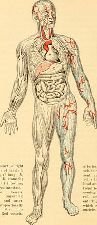 Identifier: anatomyphysiolo00hewe (find matches)Title: Anatomy, physiology and hygiene for high schoolsYear: 1900 (1900s)Authors: Hewes, Henry Fox, 1867-Subjects: Physiology Health education (Secondary) Human anatomyPublisher: New York : American Book CompanyView Book Page: Book ViewerAbout This Book: Catalog EntryView All Images: All Images From BookClick here to view book online to see this illustration in context in a browseable online version of this book.Text Appearing Before Image:re. We must record its parts,their positions, their general relations to one another, andtheir functions. We must investigate the general characterof the work which the body has to perform, and the fun-damental process by which its work is accomplished. Wemust trace the food which enters by the mouth throughits processes of digestion, absorption, circulation, and as-similation, until it becomes built up into flesh, bone, orblood. We must study the burning of the body fuel inits cell furnaces, with its production of heat and energy, andhow this energy gets to the heart and muscles and brain, andenables them to work. And finally we must see how thewaste products of the burning and wear of the tissues,the ashes, are disposed of. Then we must study separatelythe various organs, and the special functions which they per-form in forwarding the work of the whole organism. Heard are the voices,Heard are the sages,The worlds and the ages;Choose well: your choice isBrief and yet endless. Goethe.Text Appearing After Image:A, heart; a, rightauricle of heait, b,aorta; C, lung, Dliver; £, stomachF, small intestine,IT, large intestine. Blue vessels veins. Superficialveins and arteries proportionally-larger than normal. Red vessels, arteries. Large ves-sels in neck repre-sent arteries andveins to and fromhead and upper ex-tremities ; arteriescoming from dark-red aorta; veinsentering large veinwhich enters rightauricle. Full figure, with viscera exposed. 12 Not in the World of Liglit alone,Where God has built his blazing throne,Nor yet alone on earth below.With belted seas that come and go,And endless isles of sunlit green,Is all thy Makers glory seen—Look in upon thy wondrous frame :Eternal Wisdom still the same ! Holmes. CHAPTER I A GENERAL SURVEY OF THE STRUCTURE AND COMPOSI-TION OF THE BODY I. THE GENERAL STRUCTURE OF THE BODY—ANATOMY IF we look at tlie liimian body we see that it is made upof a central portion, or trunJi, to wliicli are attached thehead and limhs. If the body be marked off into rigNote About ImagesPlease note that these images are extracted from scanned page images that may have been digitally enhanced for readability - coloration and appearance of these illustrations may not perfectly resemble the original work.