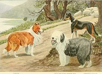 Title: The book of dogs; an intimate study of mankind's best friendIdentifier: bookofdogsintima00nati (find matches)Year: 1919 (1910s)Authors: National Geographic Society (U. S. ); Fuertes, Louis Agassiz, 1874-1927; Baynes, Ernest Harold, 1868-1925Subjects: DogsPublisher: Washington, D. C. , The National geographic societyContributing Library: Smithsonian LibrariesDigitizing Sponsor: Smithsonian LibrariesView Book Page: Book ViewerAbout This Book: Catalog EntryView All Images: All Images From BookClick here to view book online to see this illustration in context in a browseable online version of this book.Text Appearing Before Image:'Text Appearing After Image:54Note About ImagesPlease note that these images are extracted from scanned page images that may have been digitally enhanced for readability - coloration and appearance of these illustrations may not perfectly resemble the original work.