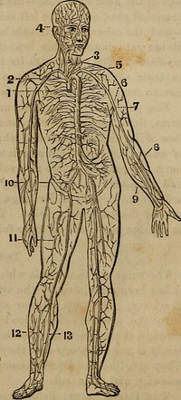 Identifier: anatomyphysiolog00jord (find matches)Title: "Anatomy, physiology and laws of health;"Year: 1885 (1880s)Authors: Jordan, Johnson H. (from old catalog)Subjects: Medicine, Popular Anatomy PhysiologyPublisher: Chicago, W. H. Moore & co.Contributing Library: The Library of CongressDigitizing Sponsor: The Library of CongressView Book Page: Book ViewerAbout This Book: Catalog EntryView All Images: All Images From BookClick here to view book online to see this illustration in context in a browseable online version of this book.Text Appearing Before Image:ng it freely. The arteries are enveloped in sheaths of a loose cellular texture(the same which envelop the muscles), which separate them fromthe adjacent parts, and also enclose the veins and nerves which generally accompany them. All the larger arteries are deeply seated, by which arrangementthey are protected from injury by accidents, while the veins, whichdo not involve so serious consequences in case of wounds, are gene-rally placed near the surface of the body—often immediately underthe skin, as on the back of the hand, and upon the wrist. Fig. 6. Fig. 6.—The Arterial System :— 1. Commencement of the aorta, where it leaves the heart. 2. Arch of the aorta. 3. Carotid artery— (one on each side). 4. Temporal artery. 5. Subclavian artery. 6. Axillary, artery. 7. Brachial artery. 8. Eadial artery. 9. Ulnar artery. 10. Iliac artery. 11. Femoral artery. 12. Tibial artery. 13. Peroneal artery. H^g^All of these arteries are in pairs; thatis, one on each side, or in each extremity.Text Appearing After Image:The Arterial System.The Aorta, which conveys the pure blood to all parts of the body,proceeds from the left ventricle of the heart, rises toward the left 28 ANATOMY, PHYSIOLOGY-AND clavicle or collar bone, and turns in the form of an arch toward theback and left side, and passes down behind the heart, through thediaphragm, along the spine, sending off numberless branches—whichalso divide and subdivide, like the branches of a tree—to all theinternal organs and parts of the body, and finally, in the lower partof the abdominal cavity, it bifurcates—that is, divides into two mainbranches, one passing down each leg, constantly sending off branches,till the whole terminate in what are called capillaries—small blood-vessels too delicate to be seen distinctly without the aid of a micro-scope, and which will be described presently. From the top of the arch of the aorta three main branches go off.The first, or the one on the right, soon divides, a branch going to theright arm—the righNote About ImagesPlease note that these images are extracted from scanned page images that may have been digitally enhanced for readability - coloration and appearance of these illustrations may not perfectly resemble the original work.