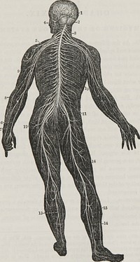 Identifier: 61410640R.nlm.nih.govTitle: First book on anatomy, physiology, and hygiene : for grammar schools and familiesYear: 1849 (1840s)Authors: Cutter, Calvin, 1807-1873? Cutter, Calvin, 1807-1873?. First book on anatomy and physiologySubjects: Hygiene Anatomy Physiological PhenomenaPublisher: Boston : MusseyContributing Library: U.S. National Library of MedicineDigitizing Sponsor: Open Knowledge Commons, U.S. National Library of MedicineView Book Page: Book ViewerAbout This Book: Catalog EntryView All Images: All Images From BookClick here to view book online to see this illustration in context in a browseable online version of this book.Text Appearing Before Image:or sympathy, withthe different organs of the body. Illustration. When the brain is jarred by a blow, nauseaand vomiting follow. Again, when food is taken that irritates thenerves of the stomach, it produces headache, from the sympathyof the brain with the stomach, through this system of nerves. Fig. 72. A back view of the brain and spinal cord. 1, The cerebrum. 2, Thecerebellum. 3, The spinal cord. 4, Nerves of the face. 5, The brachial plexus, orunion of nerves. 6, 7, 8, 9, Nerves of the arm. 10, Nerves that pass under the ribs.II. The lumbar plexus of nerves. 12, The sacral plexus of nerves. 13, 14 15 16Nerves of the lower limbs. 392. What is said of the sensibility of this organ ? Of the medullaoblongata ? 393. Describe how the contraction of a muscle is effected394. What is said of the sympathetic nerve ? Explain fig. 72. Note. Let the anatomy and physiology of the nervous system be reviewed from fig. 72, or anatomical outline plate 8 12 ANATOMY OF THE NERVOUS SYSTEM. 133 Fig. 72.Text Appearing After Image:134 ANATOMY, PHYSIOLOGY, AND HYGIENE. CHAPTER XXIX. HYGIENE OF THE NERVOUS SYSTEM. 395. As the different organs of the system are dependent onthe brain and spinal cord for efficient functional action, and asthe mind and brain are closely connected during life, the formeracting in strict obedience to the laws which regulate the latter,it becomes an object of great importance in education to dis-cover what these laws are, and escape the numerous evils con-sequent on their violation. 396. For healthy and efficient action, the brain should be,primarily, sound; as this organ is subject to the same generallaws as other parts of the body. If the brain of the child isfree from defects at birth, and acquires no improper impressionsin infancy, it will not easily become diseased in after life. 397. The brain requires a due supply of pure blood. It isestimated that one tenth of all the blood sent from the heartgoes to this organ. If the arterial blood be altogether with-drawn, or a person breatheNote About ImagesPlease note that these images are extracted from scanned page images that may have been digitally enhanced for readability - coloration and appearance of these illustrations may not perfectly resemble the original work.