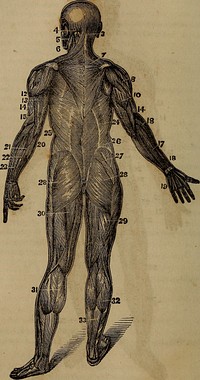 Identifier: anatomyphysiolog00jord (find matches)Title: "Anatomy, physiology and laws of health;"Year: 1885 (1880s)Authors: Jordan, Johnson H. (from old catalog)Subjects: Medicine, Popular Anatomy PhysiologyPublisher: Chicago, W. H. Moore & co.Contributing Library: The Library of CongressDigitizing Sponsor: The Library of CongressView Book Page: Book ViewerAbout This Book: Catalog EntryView All Images: All Images From BookClick here to view book online to see this illustration in context in a browseable online version of this book.Text Appearing Before Image:Front View of the Musoles. Fig. 4.Text Appearing After Image:Back View of the Muscles. THE LAWS OF HEALTH. 23 18. Extensor ossis metacarpi pollieis—to extend the first metacarpal bone; 19—its tendons. 20. Olecranon process of the ulna and insertion of the triceps. 21. Extensor carpi ulnaris—to extend the hand. 24. Latissimus dorsi—to draw the arm backward and downward; 25—its tendon-ous origin. 20. Obliquus externus—to support the bowels. 27. Gluteus medius—to rotate the thigh outward and inward. 28. Glutens magnus—to draw the thigh backward. 29. Biceps flexor ci-uris—to flex or bend the leg. 30. Semi-tendinosus—to assist in bending the leg. 31. 32 Gastrocnemius, (internus and externus)—to extend the foot.83. Tendo Achillis—the great tendon or cord of the heel. Alternate Exercise and Eest constitute the great law of muscularhealth and development. The muscles should be used, in order thattheir size and strength may be equal to the demand made upon them.It is a law of the muscular system that whenever a muscle is-calledinNote About ImagesPlease note that these images are extracted from scanned page images that may have been digitally enhanced for readability - coloration and appearance of these illustrations may not perfectly resemble the original work.