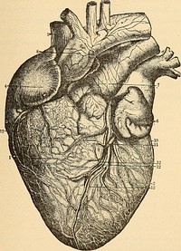 Identifier: anatomyphysiolog00walk (find matches)Title: Anatomy, physiology and hygieneYear: 1900 (1900s)Authors: Walker, Jerome, 1845-Subjects: Physiology HealthPublisher: Boston, Allyn and BaconContributing Library: The Library of CongressDigitizing Sponsor: The Library of CongressView Book Page: Book ViewerAbout This Book: Catalog EntryView All Images: All Images From BookClick here to view book online to see this illustration in context in a browseable online version of this book.Text Appearing Before Image:Fig. 62.Front View of the Organs of Circulation. - Veins, black ; arteries, with transverselines Parts on the right side of figure are removed to show some of the deepvessels, while the left side shows superficial vessels. THE CIRCULATION. —BLOOD. —LYMPH. 145 of the breast bone, at which point we can usually bestfeel the impulse of the organ. Its broad attached end,Text Appearing After Image:Fig. 63.Heart, Front View. 1, right ventricle. 2, left ventricle.4, right auricle.6, left an ride. 7, pulmonary artery. 8, the aorta. 9, superior vena cava. 10 and 11, front coronary artery andvein which In part control the blood-supply of the substance o( the heart. 12, lymphatic vesSels. or base, is directed upwards and backwards and to theright. Owing to its surroundings, this end of the hearthas comparatively little motion. 146 THE CIRCULATION. — BLOOD. — LYMPH. 148. The whole organ, with about two inches of thegreat blood-vessels which arise from it, is enveloped in afibrous sac known as the pericardium.1 This sac is linedwith a smooth, glistening membrane, which secretes alubricating fluid called serum, thus permitting the heartto move freely and without friction. The interior of theheart is also lined with a smooth, serous membrane, calledthe endocardium? which is similar to and continuous withthe lining membrane of the blood-vessels. J)V... AVNote About ImagesPlease note that these images are extracted from scanned page images that may have been digitally enhanced for readability - coloration and appearance of these illustrations may not perfectly resemble the original work.